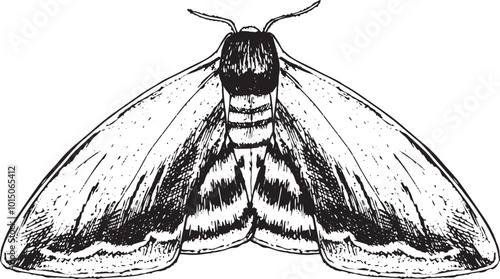 Moth - hand drawn vector insect illustration