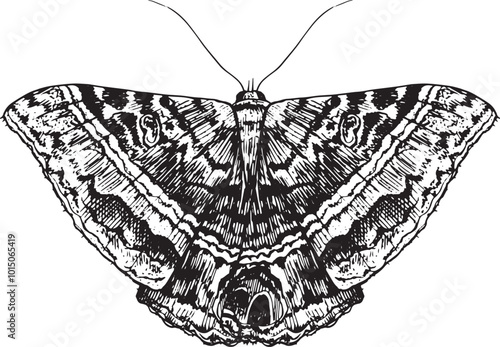 Moth - hand drawn vector insect illustration