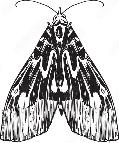 Moth - hand drawn vector insect illustration