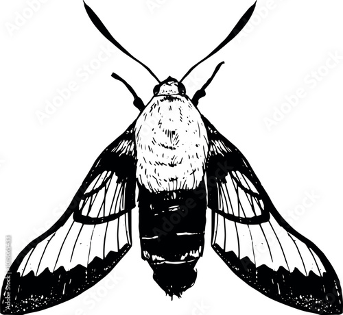 Moth - hand drawn vector insect illustration