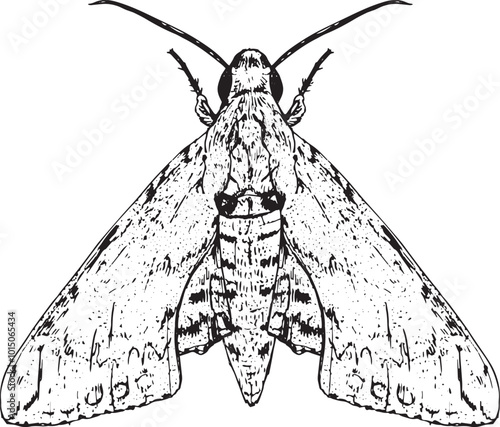 Moth - hand drawn vector insect illustration