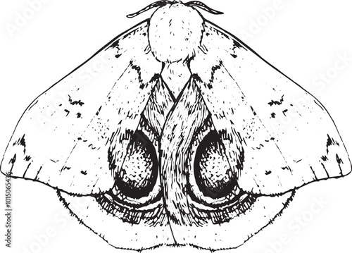 Moth - hand drawn vector insect illustration