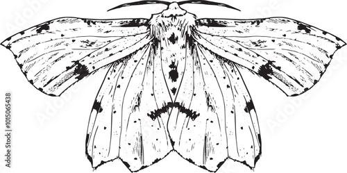 Moth - hand drawn vector insect illustration