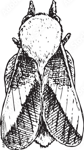 Moth - hand drawn vector insect illustration