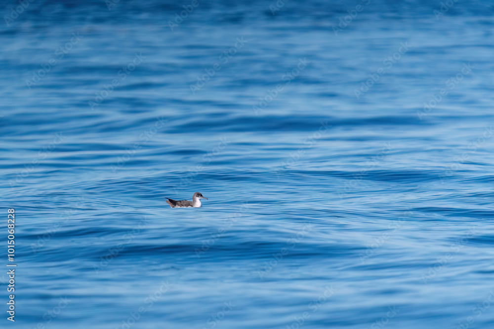 A shearwater diving in the background on a wavy blue sea. A shearwater diving in the background on a wavy blue sea.