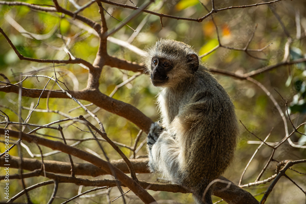 Obraz premium Vervet monkey in a tree