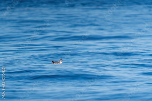 A shearwater diving in the background on a wavy blue sea. photo