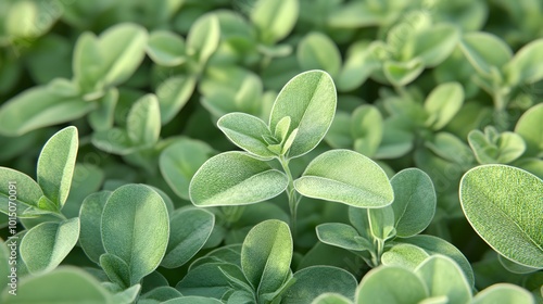 Close-Up 3D Illustration of Fresh Herbs