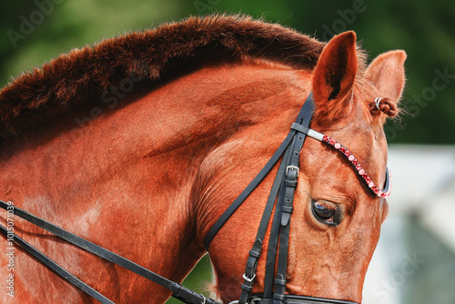 Portrait of a red horse in close-up photo