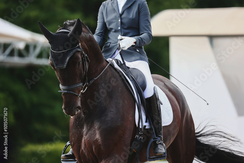 Influence with body, legs and hands of the rider on the horse. portrait of a black horse