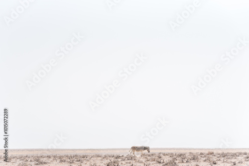 Zebra searching for water in Namibia