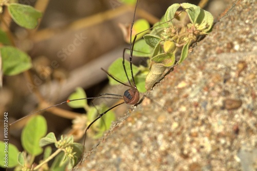 spider, insect, animal, nature, close up, 