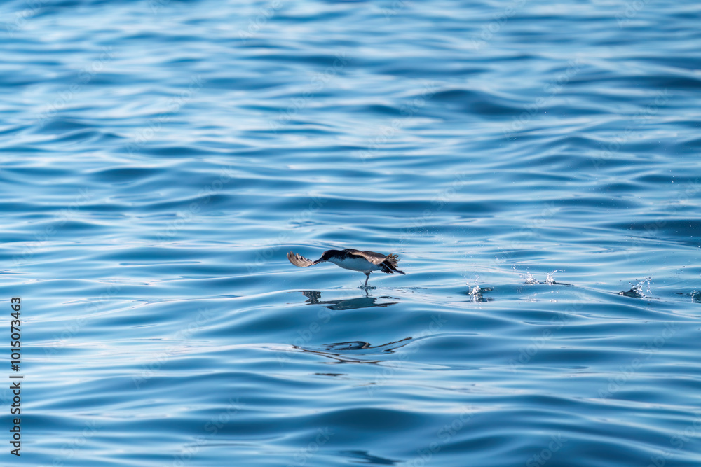 A shearwater diving in the background on a wavy blue sea. Flu Photo A shearwater diving in the background on a wavy blue sea. Flu Photo