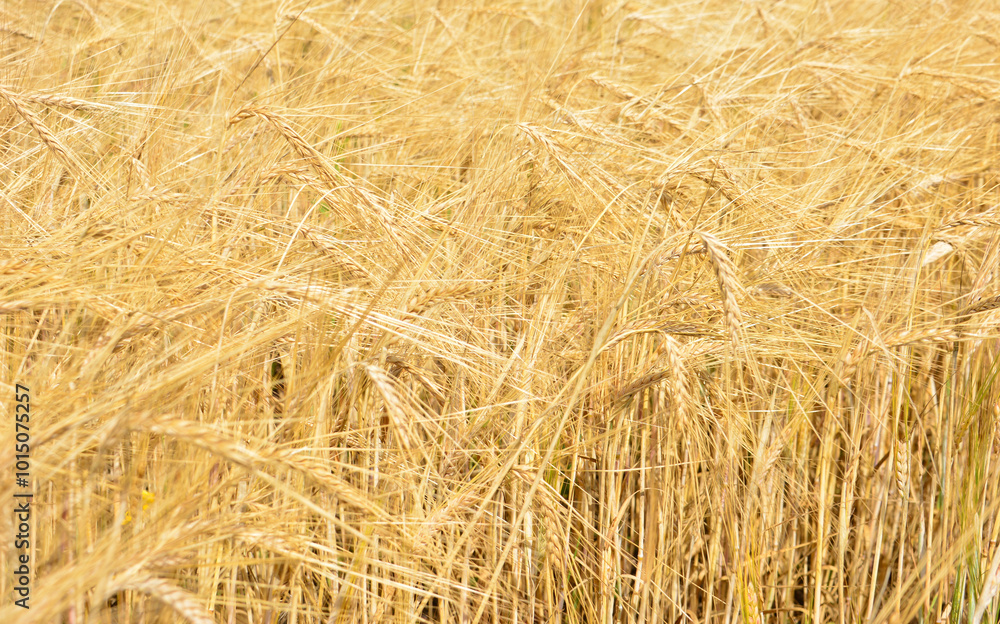 background of a field of wheat with ripe ears of wheat wallpaper banner background of a field of wheat with ripe ears of wheat wallpaper banner