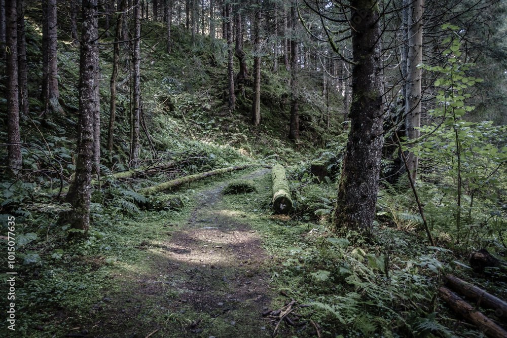 Wanderweg durch einen dunklen herbstlichen Wald - farbreduziert Wanderweg durch einen dunklen herbstlichen Wald - farbreduziert