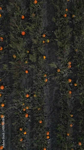 Endless pumpkin field, drone flight above the pumpkin field