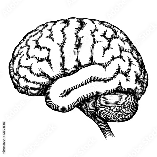 Detailed Side View Illustration of a Human Brain in Vintage Black and White Engraving Art