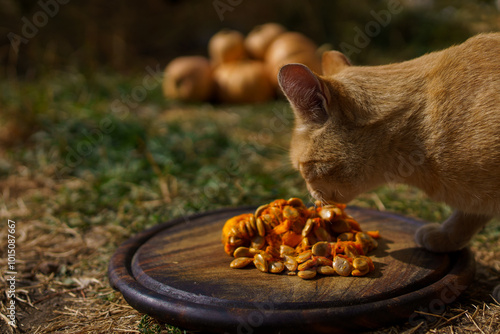 Photography red cat eats sweet pumpkin pulp