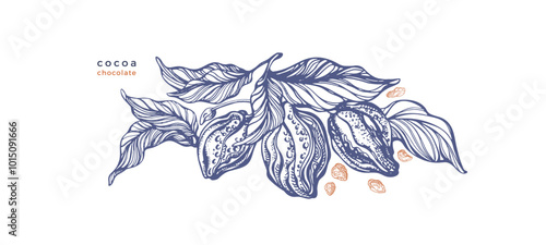 Cocoa vintage label. Farm harvest. Vector symbol