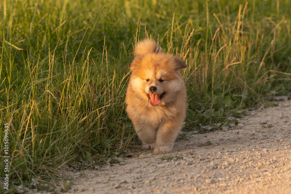 portrait d'un chiot akita courant vers le photographe, un soir de printemps, sous une lumière chaune portrait d'un chiot akita courant vers le photographe, un soir de printemps, sous une lumière chaune