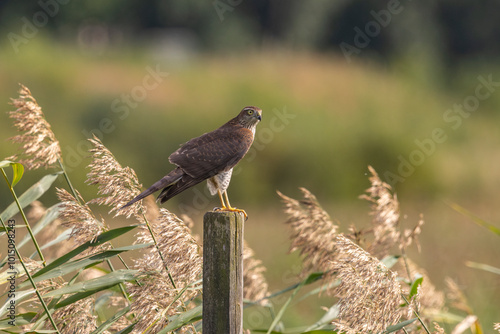 A sparrowhawk on a pole