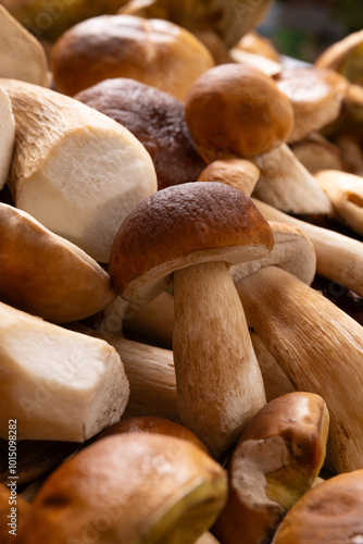 Freshly harvested boletus mushrooms, close-up. Porcini mushroom picking season 