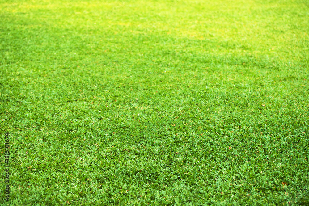 clean meadow field, natural texture of green grass clean meadow field, natural texture of green grass