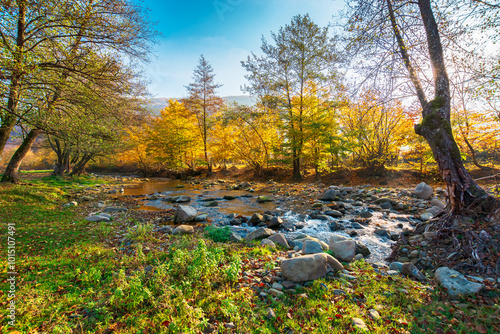 landscape with creek in the forest on an sunny autumn morning. carpathian nature scenery in fall season