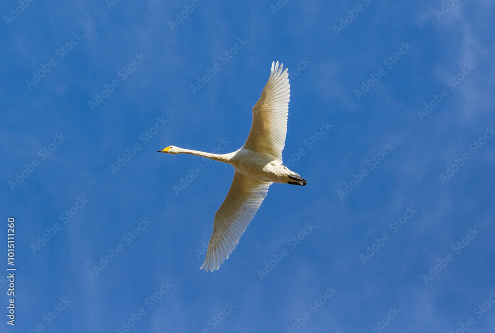 A whooper swan flying A whooper swan flying