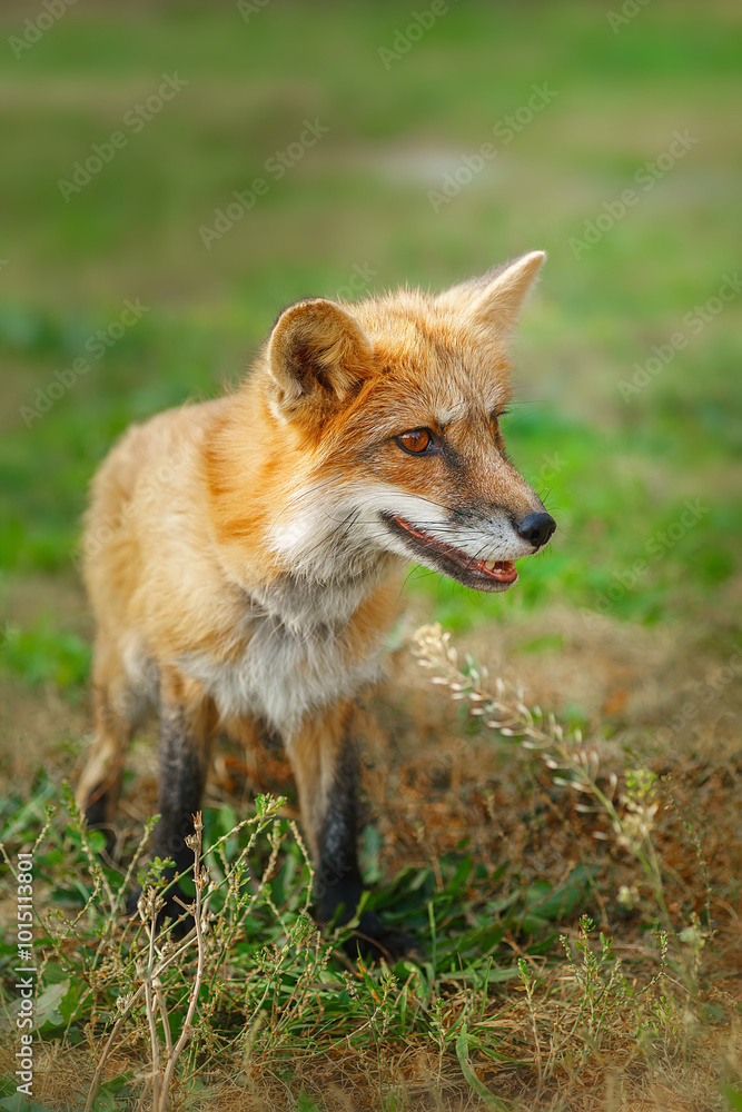 A close up of a Red Fox in the grass A close up of a Red Fox in the grass