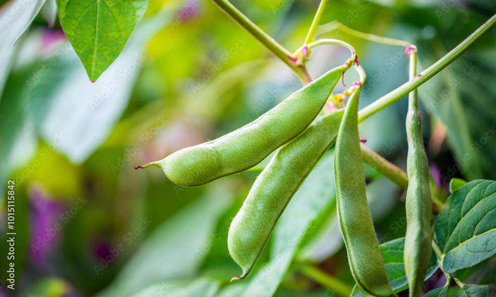 beans on a branch beans on a branch