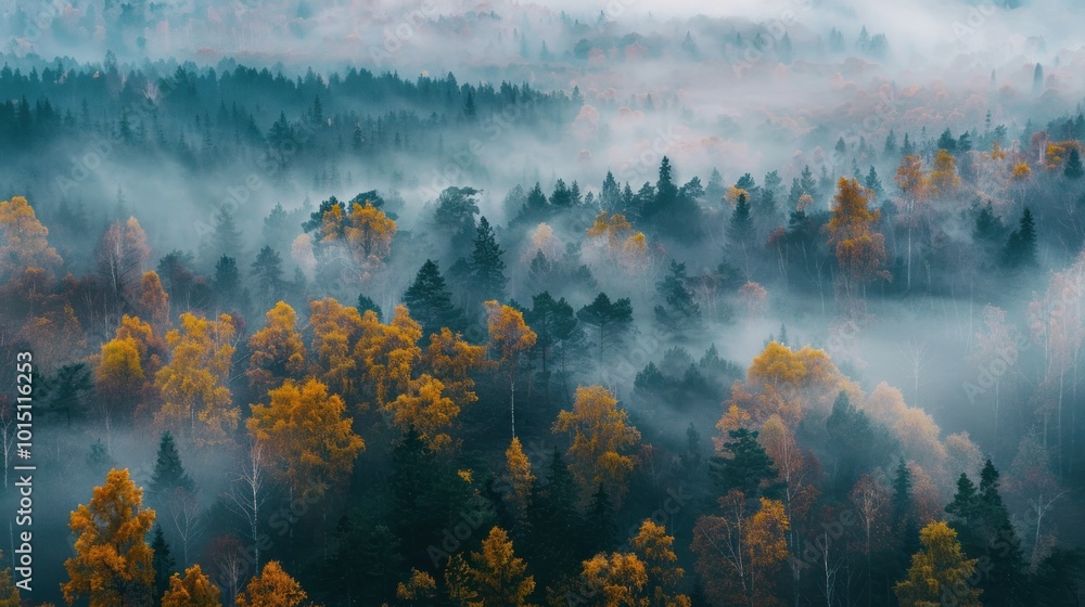 Fototapeta premium An Aerial View of a Misty Forest in Autumn