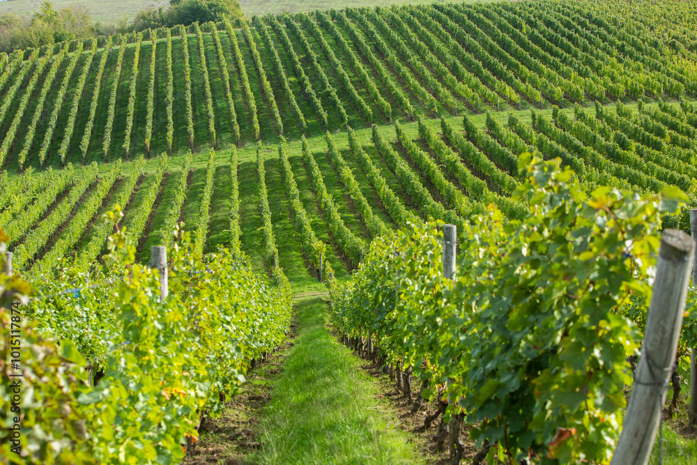 Obraz premium Grape field growing for wine. Vineyard hills in the Republic of Moldova. Summer scenery with wine yard rows.