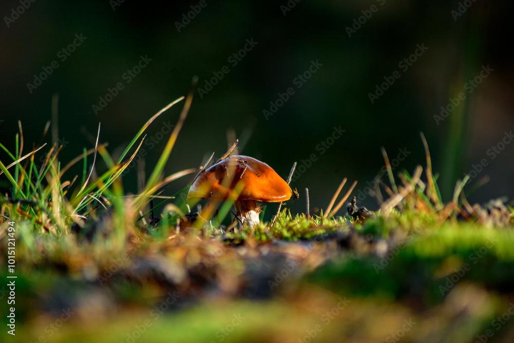 Mushroom in the grass Mushroom in the grass