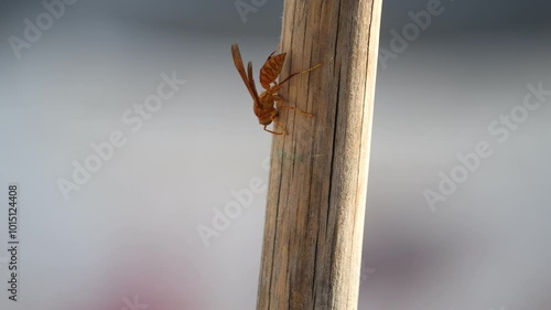 Wallpaper Mural The yellow wasp eats wood and makes holes. An Asian wasp scrapes the surface of wood with its jaws to build a nest. Torontodigital.ca