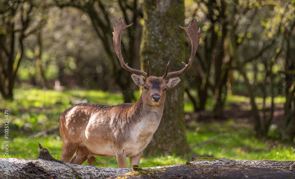 Beautiful male fallow deer marking standing in the forest. Big tree trunk lying on the ground in the foreground. Amsterdamse waterleidingduinen, the Netherlands. Big antlers, Mating season. Beautiful male fallow deer marking standing in the forest. Big tree trunk lying on the ground in the foreground. Amsterdamse waterleidingduinen, the Netherlands. Big antlers, Mating season.