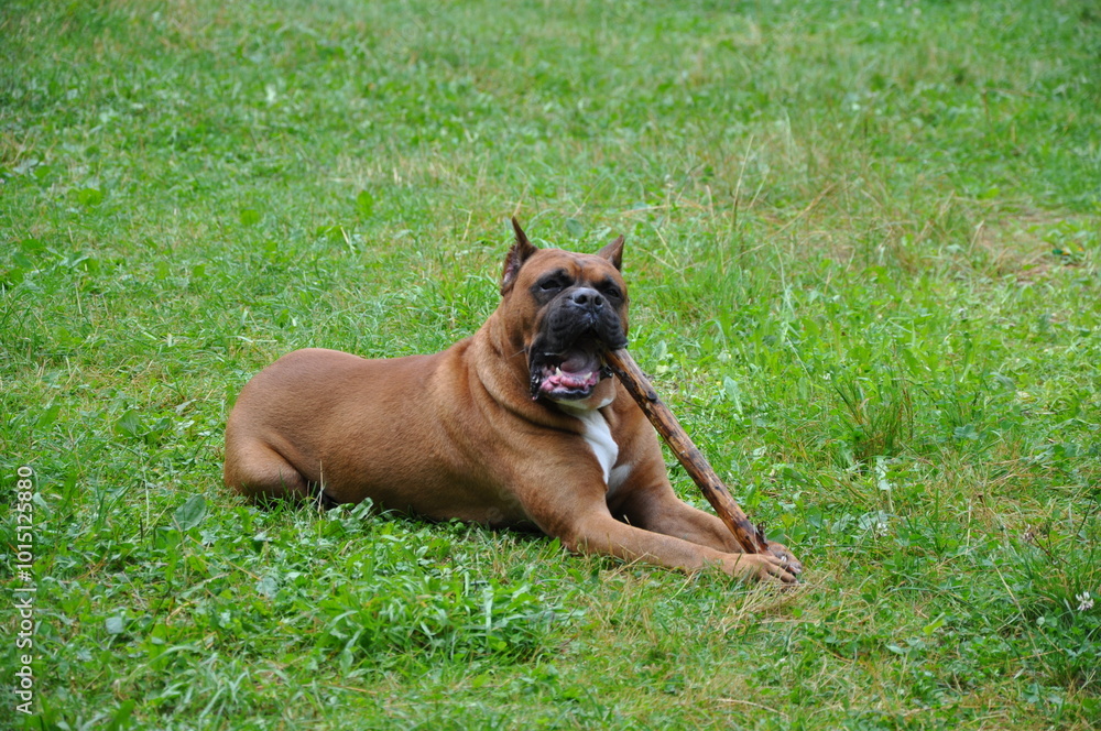 Boxer dog plays with wood stick Boxer dog plays with wood stick