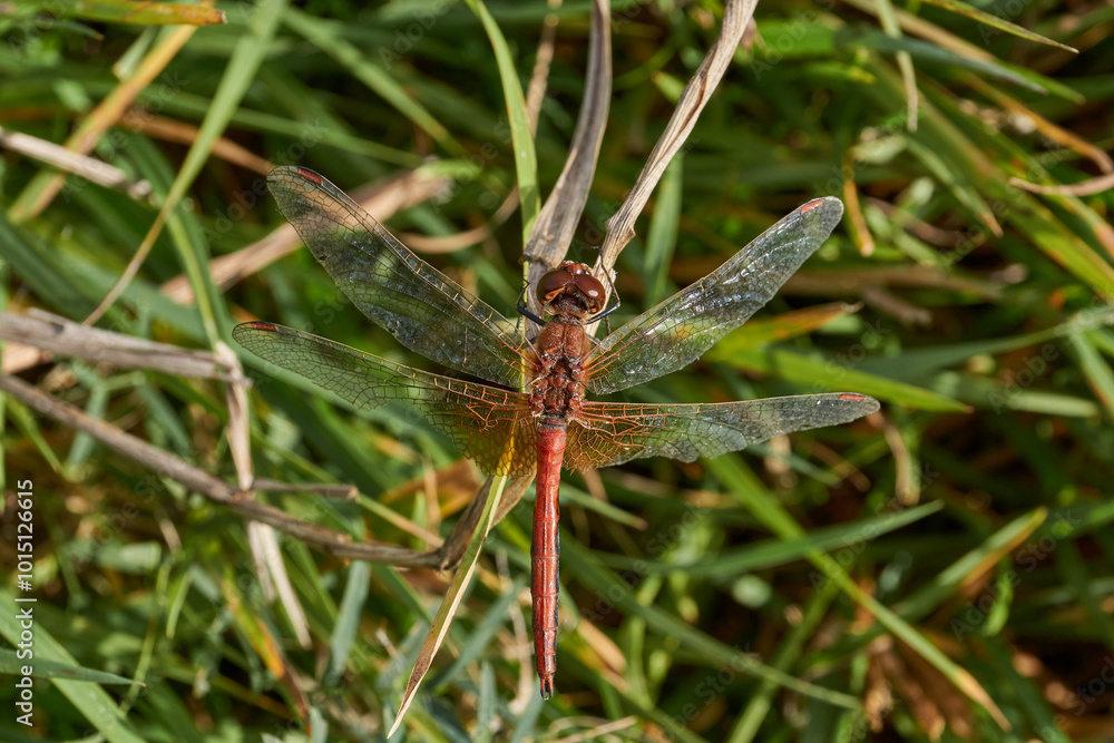 Fototapeta premium Dragonfly sits on the grass and rests by the riverbank. Autumn.
