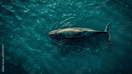 A clean, minimalistic design showing a whale from above, with its shape and contours subtly outlined against a vast, empty sea