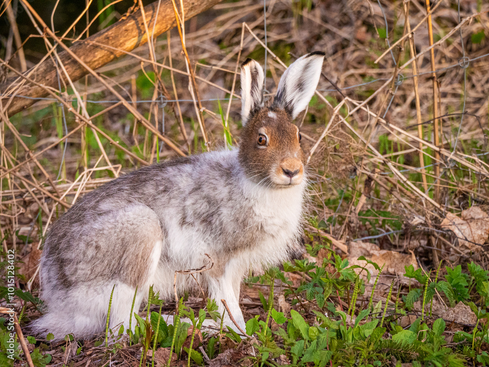 Fototapeta premium Mountain hare (Lepus timidus) with partial winter fur in spring