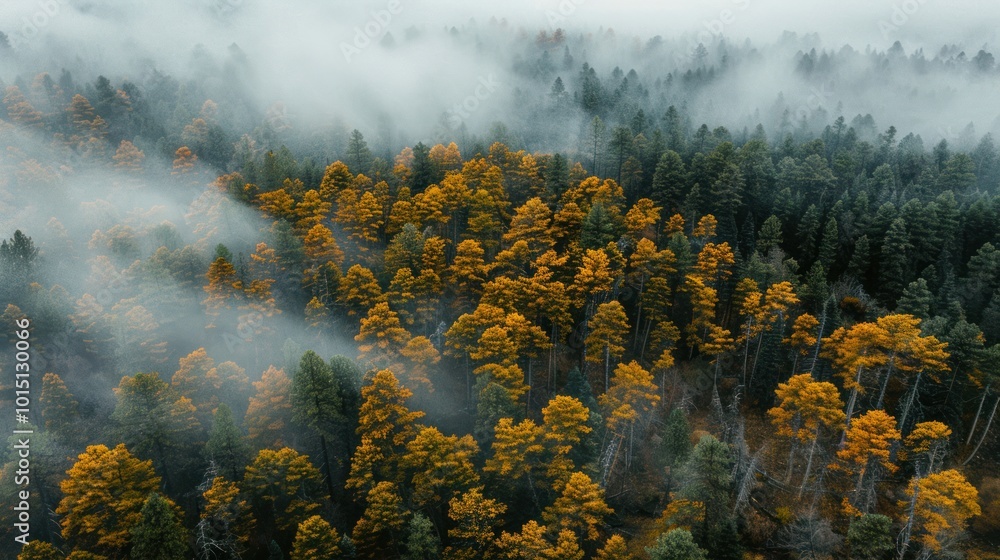 Aerial View of a Forested Landscape with Mist and Golden Trees