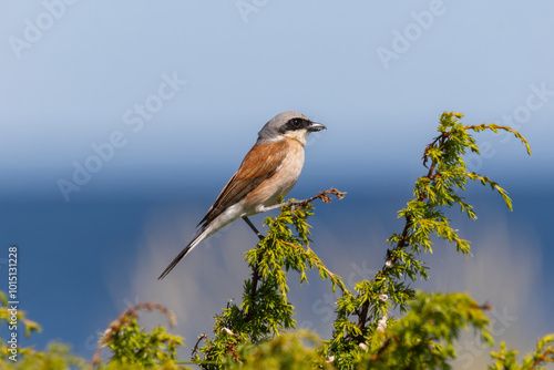 A red-backed shrike (Lanius collurio) photo