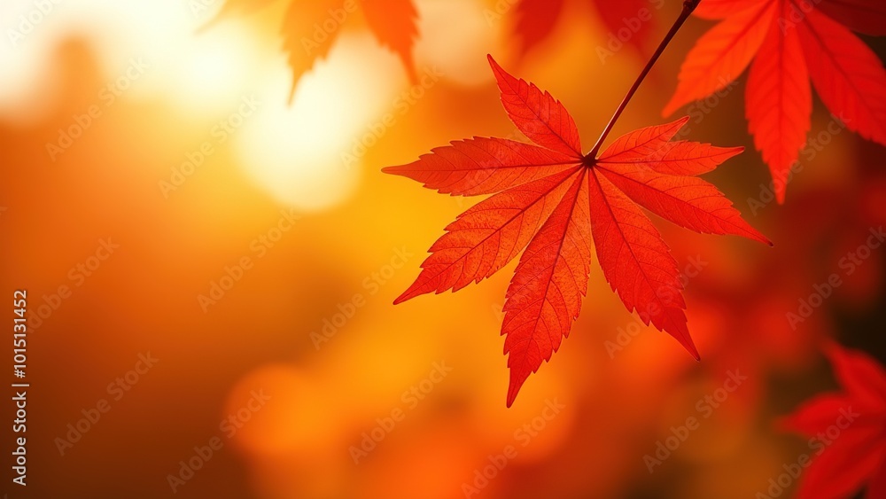 Autumn maple leaves in the sun. Atmospheric. Autumn postcard. copy space Autumn maple leaves in the sun. Atmospheric. Autumn postcard. copy space