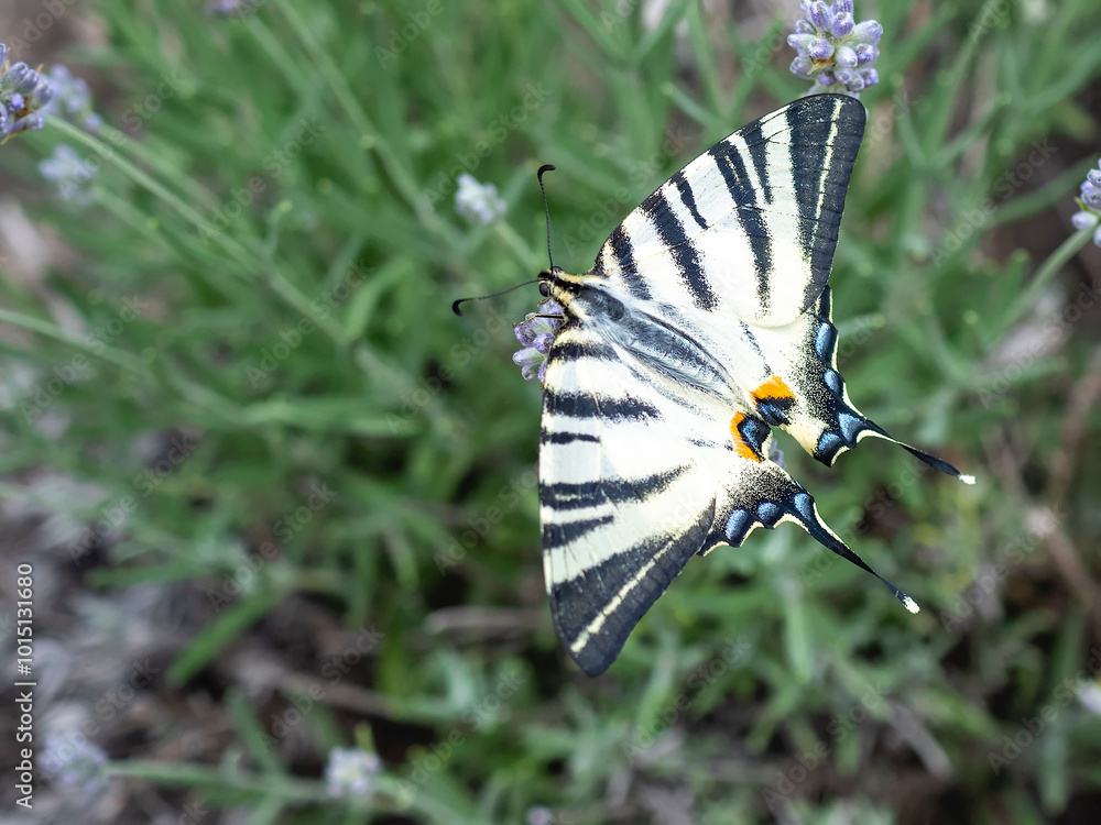Zebra swallowtail butterfly in rows of lavender Zebra swallowtail butterfly in rows of lavender
