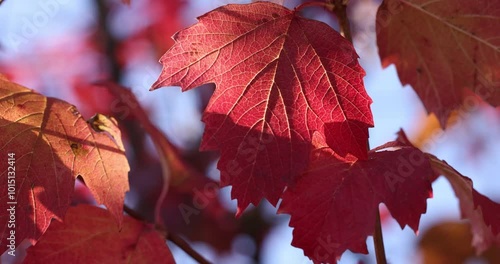 Red maple leaves gently moving in the wind