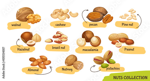 Vector set of different nuts such as cashew,walnuts,macadamia,brazil nut,pecan,hazelnut,peanut,pistachios,nutmeg,pine nuts,almond isolated on white background	