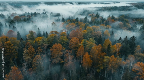 Aerial View of Foggy Forest with Autumn Foliage