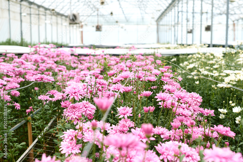 Background image of pink flowers blossoming and blooming in spacious glass greenhouse at plantation copy space Background image of pink flowers blossoming and blooming in spacious glass greenhouse at plantation copy space