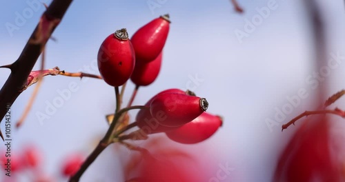 Red rose hips swaying on branch against blue sky