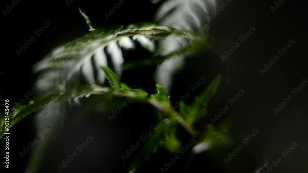 Ferns with minimal light and a dark background give the impression of being in a forest Ferns with minimal light and a dark background give the impression of being in a forest